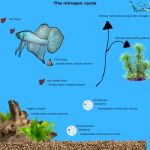 Cycling a Tank (fishless cycle) – Betta Universe